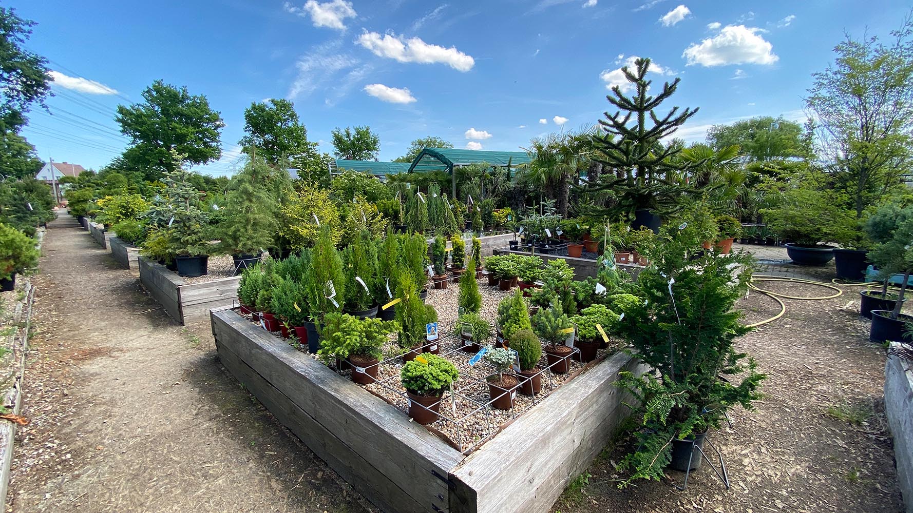 Eine lebendige Ansicht eines Gartencenters, gefüllt mit verschiedenen Pflanzen und blühenden Blumen in voller Pracht