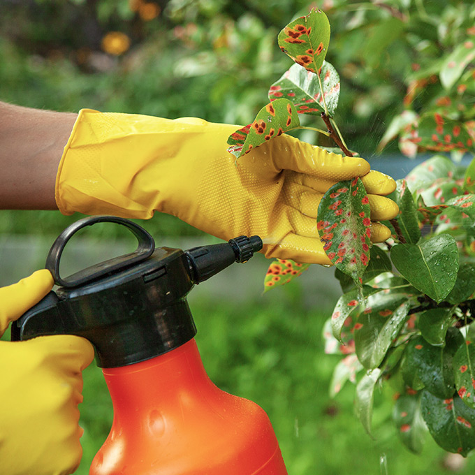 Eine Person mit gelben Handschuhen besprüht eine Pflanze mit einem Sprühgerät.