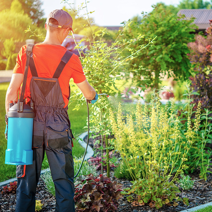 Ein Mann in Latzhose sprüht Pestizide in einem Garten mit einem Sprühgerät.
