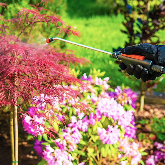 Kranke Blätter und Pflanzen werden behandelt.