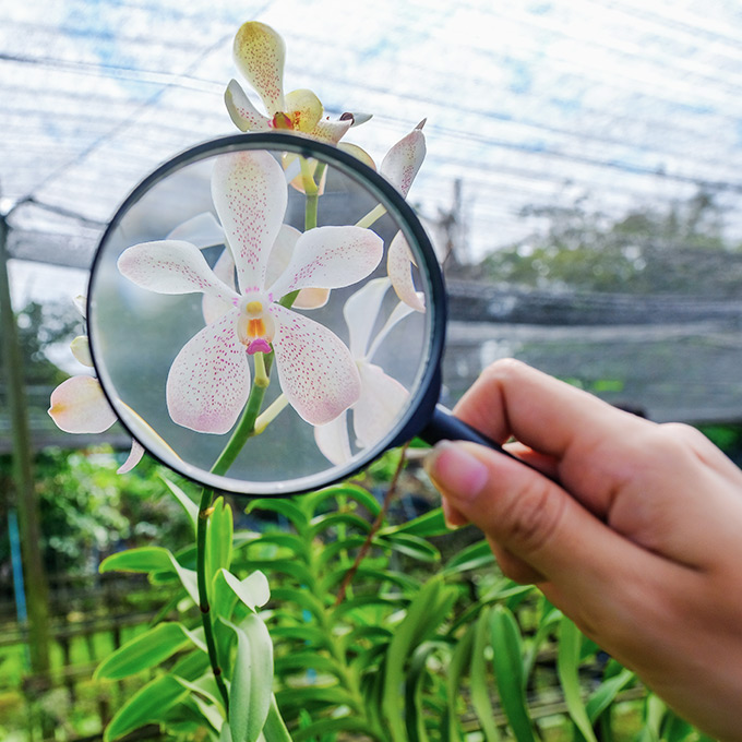 Jemand schaut mit einer Lupe auf eine Blume, um Details zu erkennen.