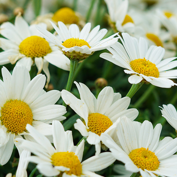 Eine Gruppe weißer Gänseblümchen