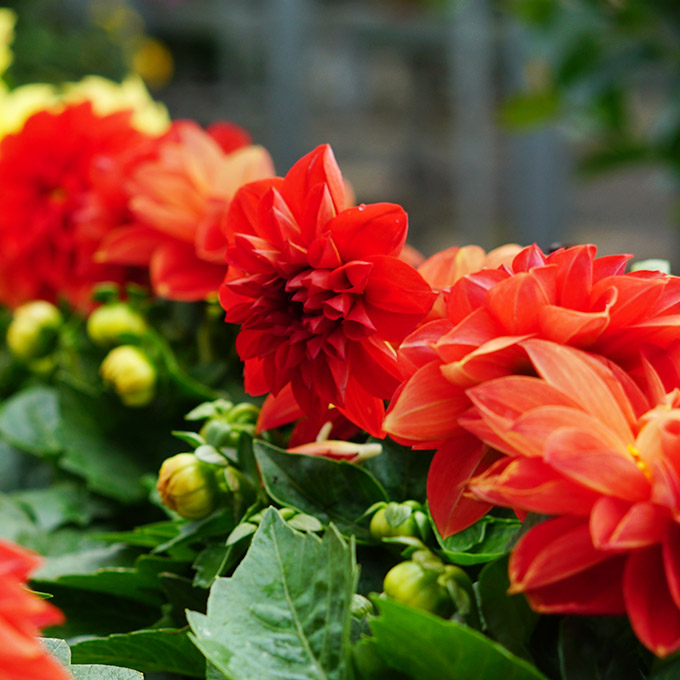 Strahlender Dahlienblumen, die den Raum verschönern.