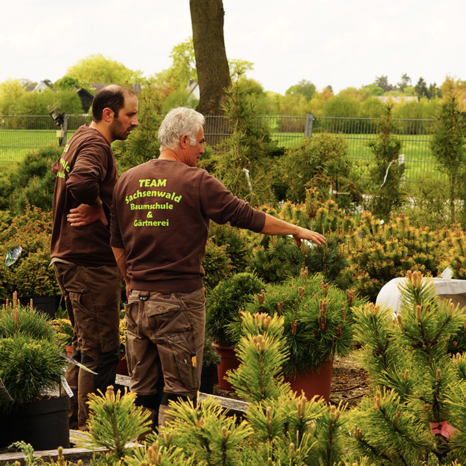 Sachsenwald Baumschule Team Beratung