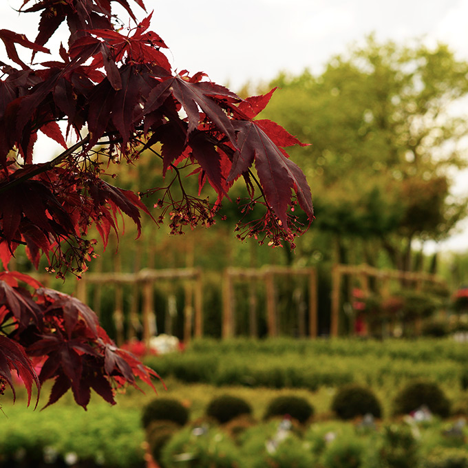 Ein leuchtend roter Baum mit Blättern, umgeben von einer ruhigen Landschaft.
